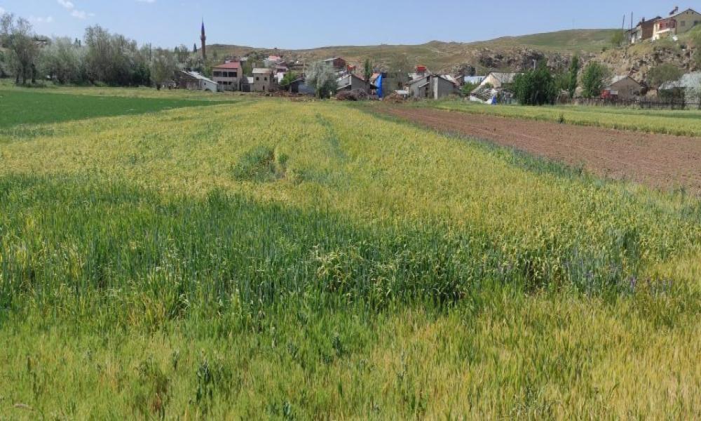 Sivas’ı iklim krizi mi vurdu? Sıfırın altına düşen sıcaklıklar tarıma büyük zarar verdi